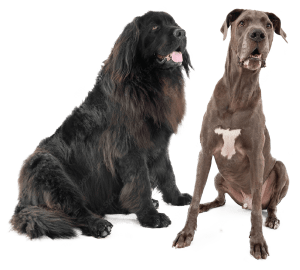 An image of a black Newfoundland dog and a gray great dane dog sitting down.